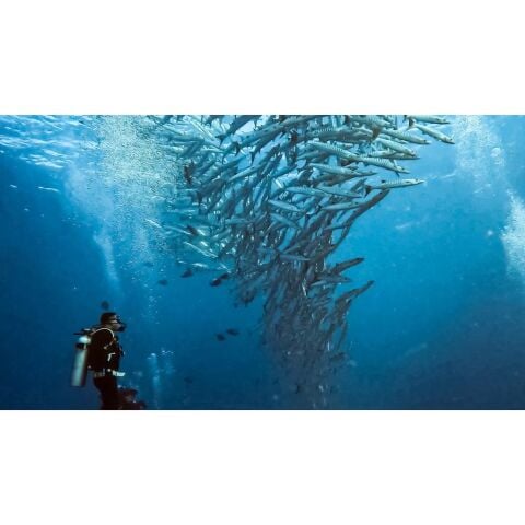 GoPro Hero 9/10/11/12/13 Su Altı Housing - ADDIV-001-VT